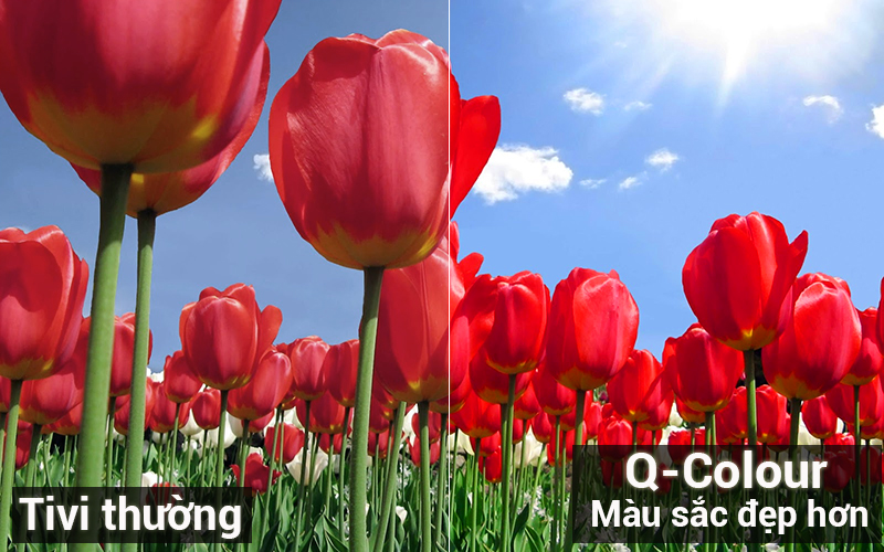 q-color-tivi-samsung-65q7fn